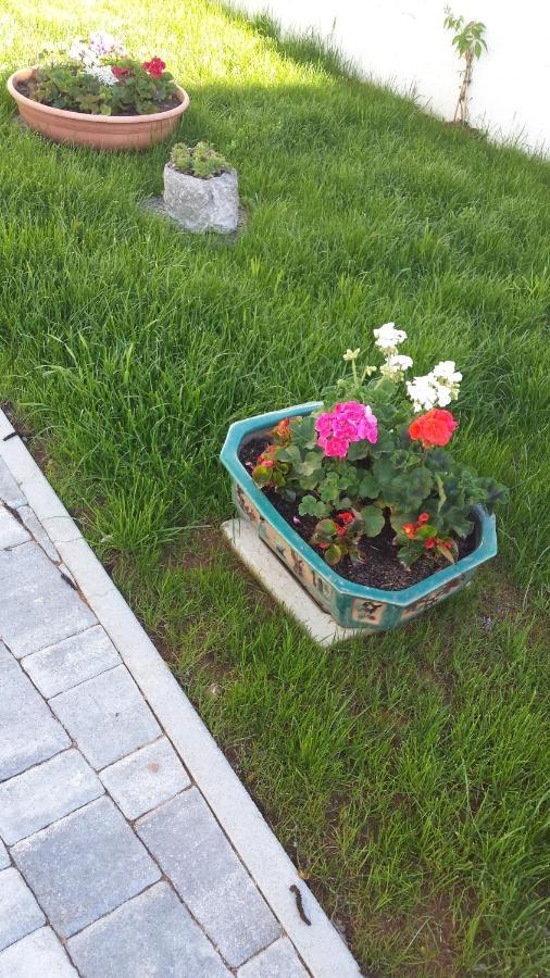 Moonflower Pliskovica Экстерьер фото